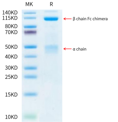 Human HGF R on Tris-Bis PAGE under reduced condition. The purity is greater than 95%.Recombinant Human HGF R/c-MET Protein, Active
