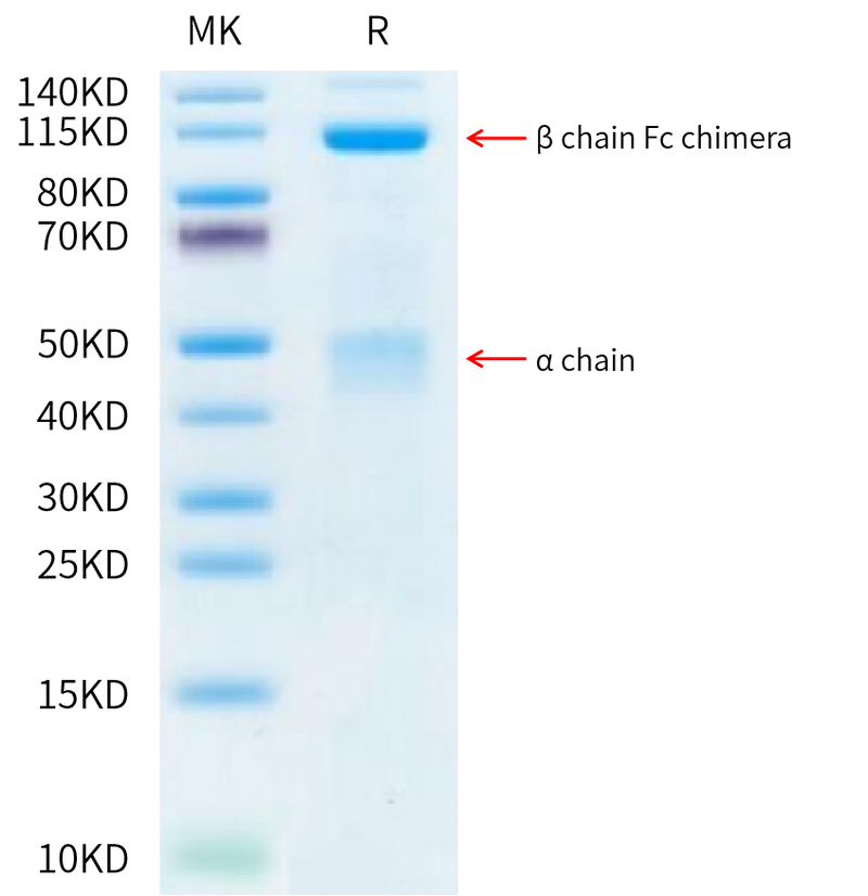Human HGF R on Tris-Bis PAGE under reduced condition. The purity is greater than 95%.Recombinant Human HGF R/c-MET Protein, Active