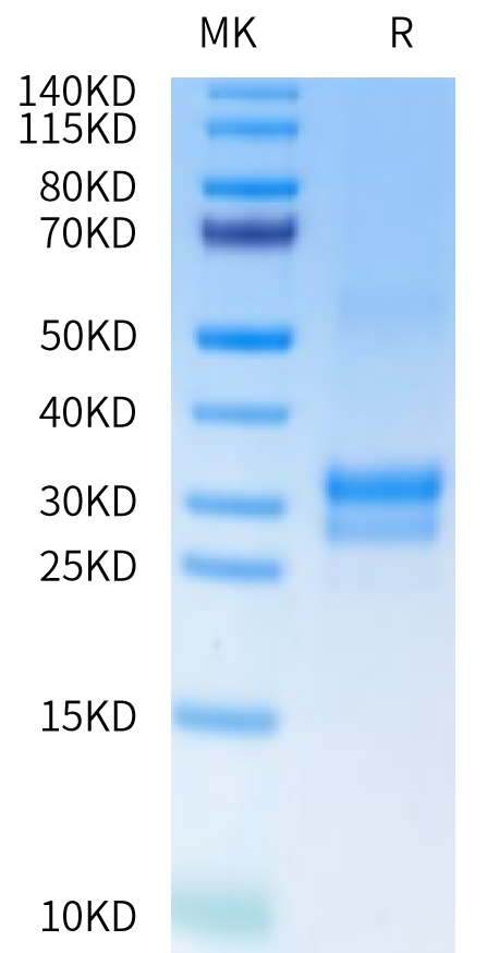 Cynomolgus/Rhesus macaque TNFSF15 on Tris-Bis PAGE under reduced condition. The purity is greater than 90%.Recombinant Cynomolgus/Rhesus macaque TNFSF15 Protein, Active