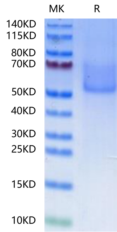 Cynomolgus Syndecan-1 on Tris-Bis PAGE under reduced condition. The purity is greater than 90%.Recombinant Cynomolgus Syndecan-1-Protein