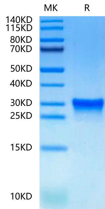 Canine Oncostatin M on Tris-Bis PAGE under reduced condition. The purity is greater than 95%.Recombinant Canine Oncostatin M/OSM-Protein