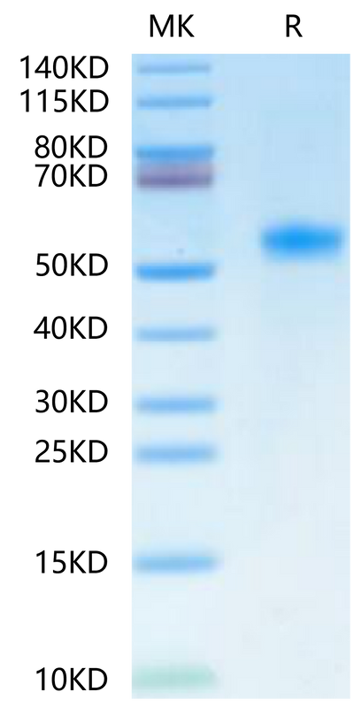 Human Betacellulin on Tris-Bis PAGE under reduced condition. The purity is greater than 95%.Recombinant Human Betacellulin-Protein