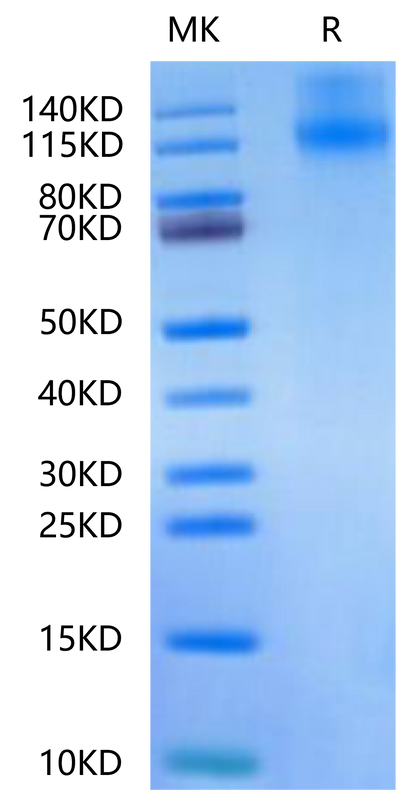 Canine OSMR on Tris-Bis PAGE under reduced condition. The purity is greater than 95%.Recombinant Canine OSMR-Protein