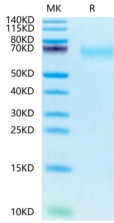 Biotinylated Human CEACAM-8 on Tris-Bis PAGE under reduced condition. The purity is greater than 95%.Biotinylated Human CEACAM-8/CD66b Protein, Active