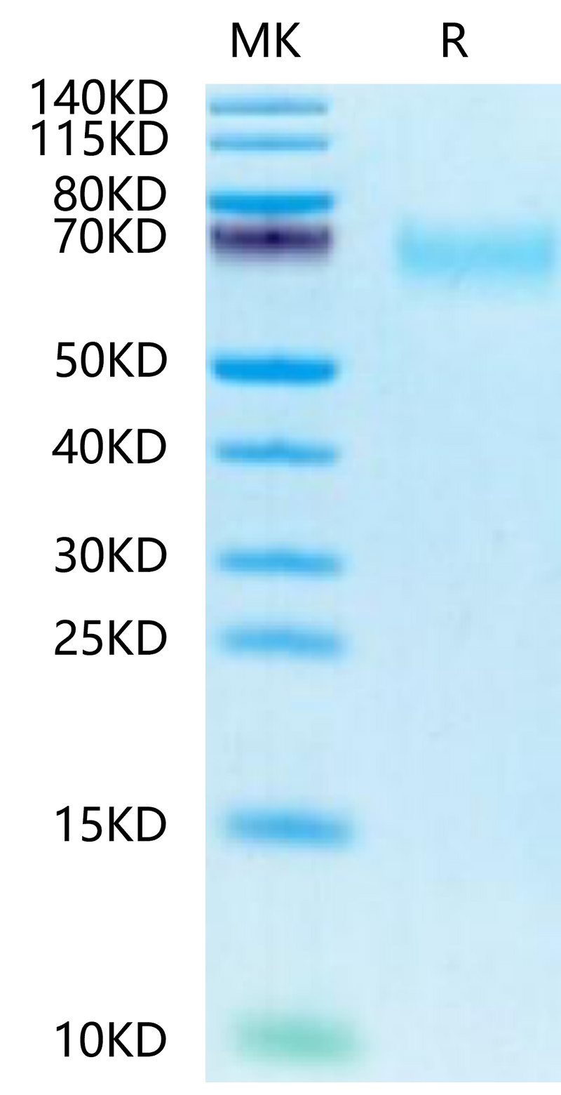 Biotinylated Human CEACAM-8 on Tris-Bis PAGE under reduced condition. The purity is greater than 95%.Biotinylated Human CEACAM-8/CD66b Protein, Active