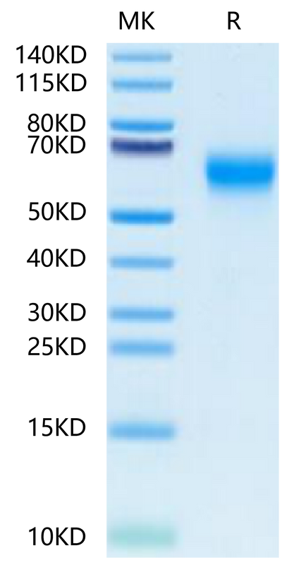 Cynomolgus IL-1R3 on Tris-Bis PAGE under reduced condition. The purity is greater than 95%.Recombinant Cynomolgus IL-1R3/IL-1 RAcP Protein, Active