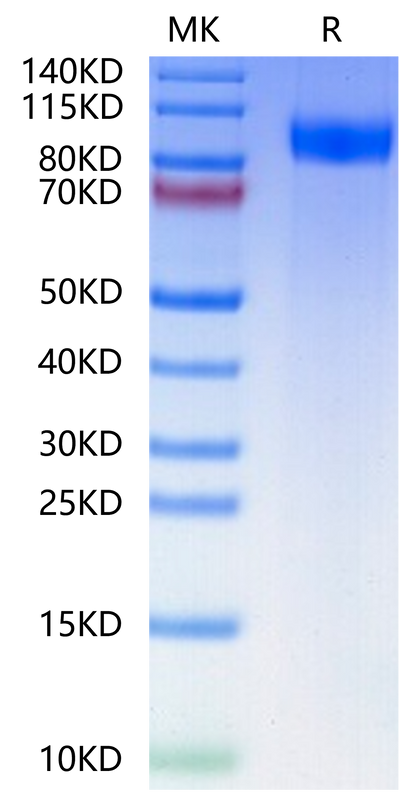 Human gp130 on Tris-Bis PAGE under reduced condition. The purity is greater than 95%.Recombinant Human gp130/CD130/IL-6 R beta-Protein