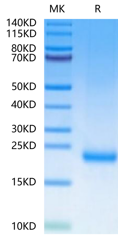 Mouse MOG on Tris-Bis PAGE under reduced condition. The purity is greater than 95%.Recombinant Mouse MOG/Myelin Oligodendrocyte Glycoprotein Protein