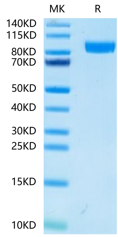 Mouse gp130 on Tris-Bis PAGE under reduced condition. The purity is greater than 95%.Recombinant Mouse gp130/CD130/IL-6 R beta Protein
