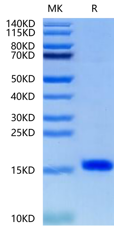 Human/Murine/Rat BDNF on Tris-Bis PAGE under reduced condition. The purity is greater than 95%.Recombinant Human/Murine/Rat BDNF-Protein, Active