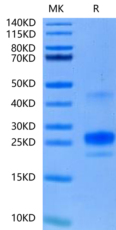 Mouse APRIL on Tris-Bis PAGE under reduced condition. The purity is greater than 90%.Recombinant Mouse APRIL/TNFSF13 Protein, Active