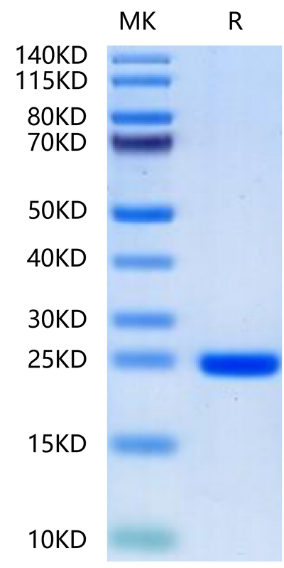 Human FGF8a-on Tris-Bis PAGE under reduced condition. The purity is greater than 95%.Recombinant Human FGF8a-Protein