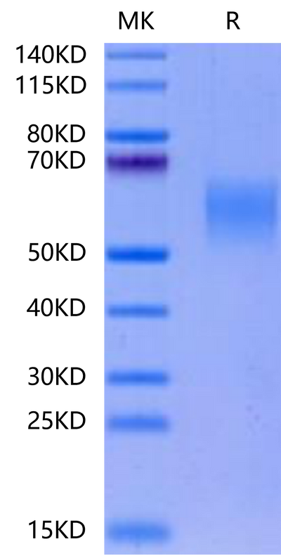 Cynomolgus GFRAL on Tris-Bis PAGE under reduced condition. The purity is greater than 95%.Recombinant Cynomolgus GFRAL/GFR alpha-like Protein, Active