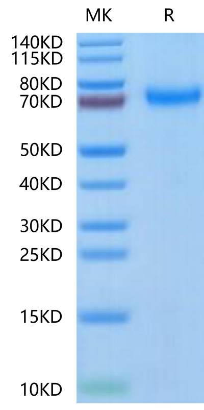 Human TNFR2 on Tris-Bis PAGE under reduced condition. The purity is greater than 95%.Recombinant Human TNFR2/CD120b/TNFRSF1B Protein, Active