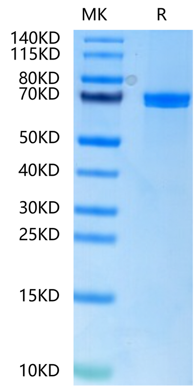 Human Wnt Surrogate-Fc Fusion on Tris-Bis PAGE under reduced condition. The purity is greater than 95%.Recombinant Human Wnt Surrogate-Fc Fusion Protein