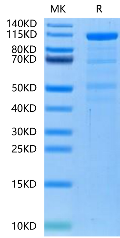 Human LRP-6-on Tris-Bis PAGE under reduced condition. The purity is greater than 90%.Recombinant Human LRP-6-Protein, Active