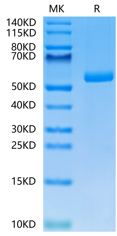 Mouse FAM3D on Tris-Bis PAGE under reduced condition. The purity is greater than 95%.Recombinant Mouse FAM3D Protein