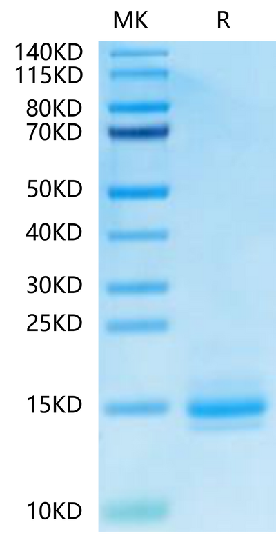 Cynomolgus CD3E&CD3D on Tris-Bis PAGE under reduced condition. The purity is greater than 95%.Recombinant Cynomolgus CD3E&CD3D/CD3 epsilon&CD3 delta Protein, Active