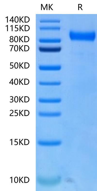 Biotinylated Human FLT3 on Tris-Bis PAGE under reduced condition. The purity is greater than 95%.Biotinylated Human FLT3/Flk-2 Protein, Active