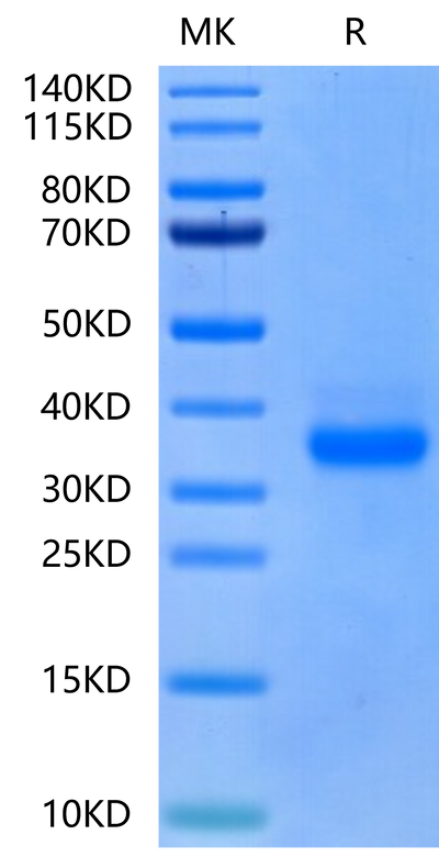 Canine CD40 on Tris-Bis PAGE under reduced condition. The purity is greater than 95%.Recombinant Canine CD40/TNFRSF5 Protein, Active