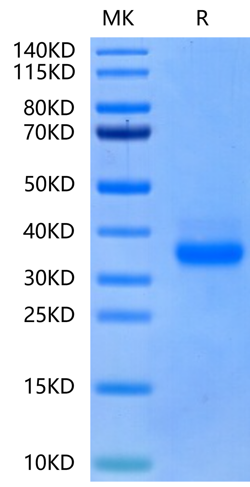 Canine CD40 on Tris-Bis PAGE under reduced condition. The purity is greater than 95%.Recombinant Canine CD40/TNFRSF5 Protein, Active