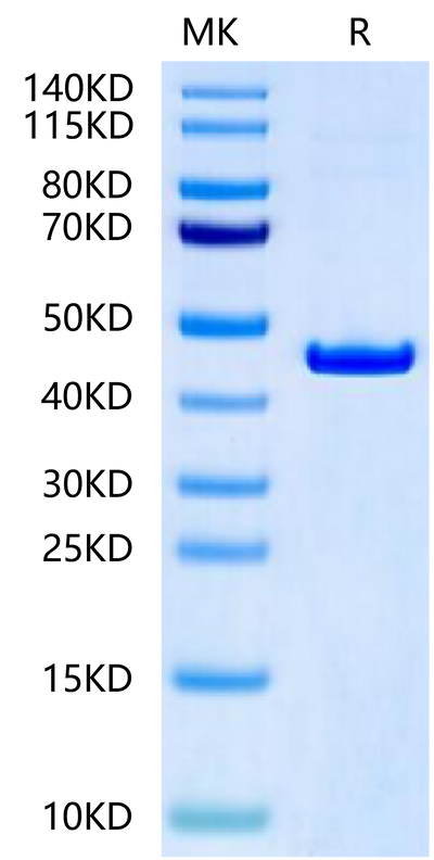 Rat CKMT2 on Tris-Bis PAGE under reduced condition. The purity is greater than 95%.Recombinant Rat CKMT2-Protein