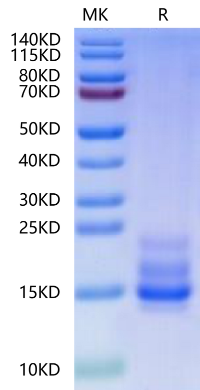 Cynomolgus CD3E&CD3G on Tris-Bis PAGE under reduced condition. The purity is greater than 90%.Recombinant Cynomolgus CD3E&CD3G/CD3 epsilon&CD3 gamma Protein, Active