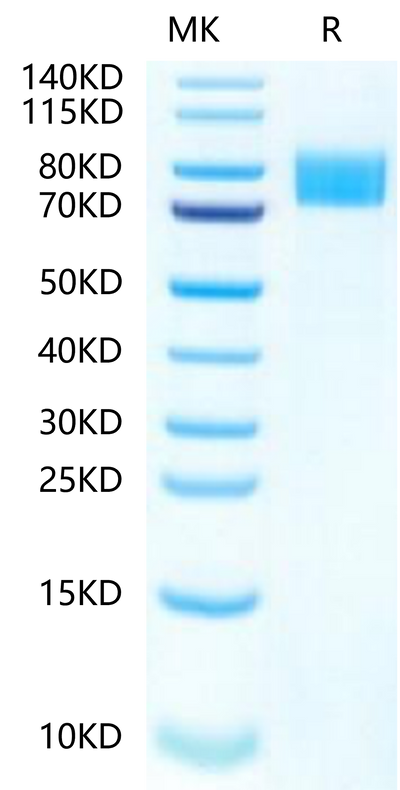 Mouse Siglec-4a on Tris-Bis PAGE under reduced condition. The purity is greater than 95%.Recombinant Mouse Siglec-4a/MAG Protein
