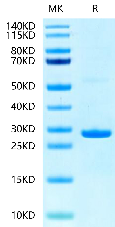 Human Hsp27 on Tris-Bis PAGE under reduced condition. The purity is greater than 95%.Recombinant Human Hsp27/HSPB1-Protein