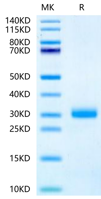 Mouse Noggin on Tris-Bis PAGE under reduced condition. The purity is greater than 95%.Recombinant Mouse Noggin Protein