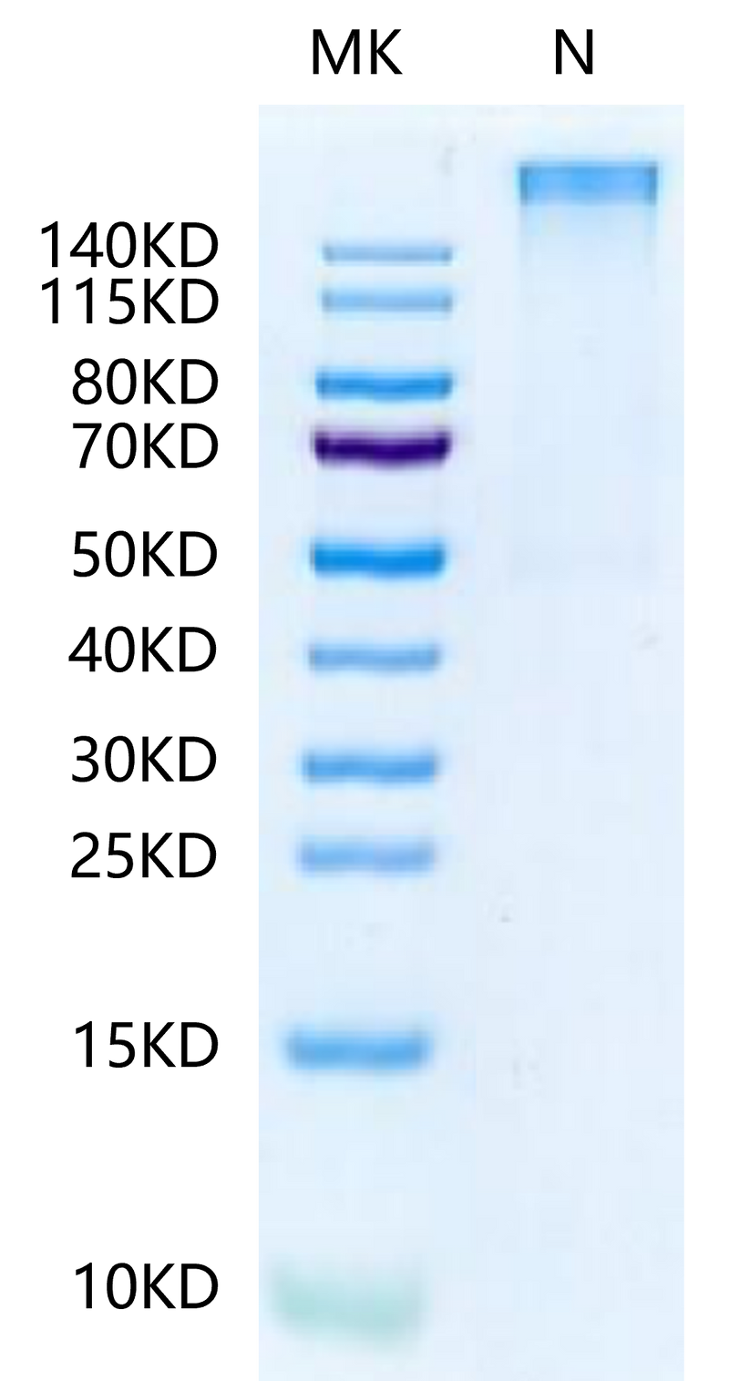 Human HLA-A*11:01&B2M&KRAS G12R (VVVGARGVGK) Tetramer on Tris-Bis PAGE under Non reducing (N) condition. The purity is greater than 95%.Recombinant Human HLA-A*11:01&B2M&KRAS G12R (VVVGARGVGK) Tetramer Protein