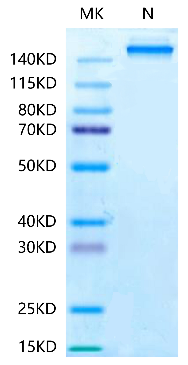 Human HLA-A*11:01&B2M&KRAS G12C (VVVGACGVGK) Tetramer-Protein on Tris-Bis PAGE under Non reducing (N) condition. The purity is greater than 95%.Recombinant Human HLA-A*11:01&B2M&KRAS G12C (VVVGACGVGK) Tetramer Protein