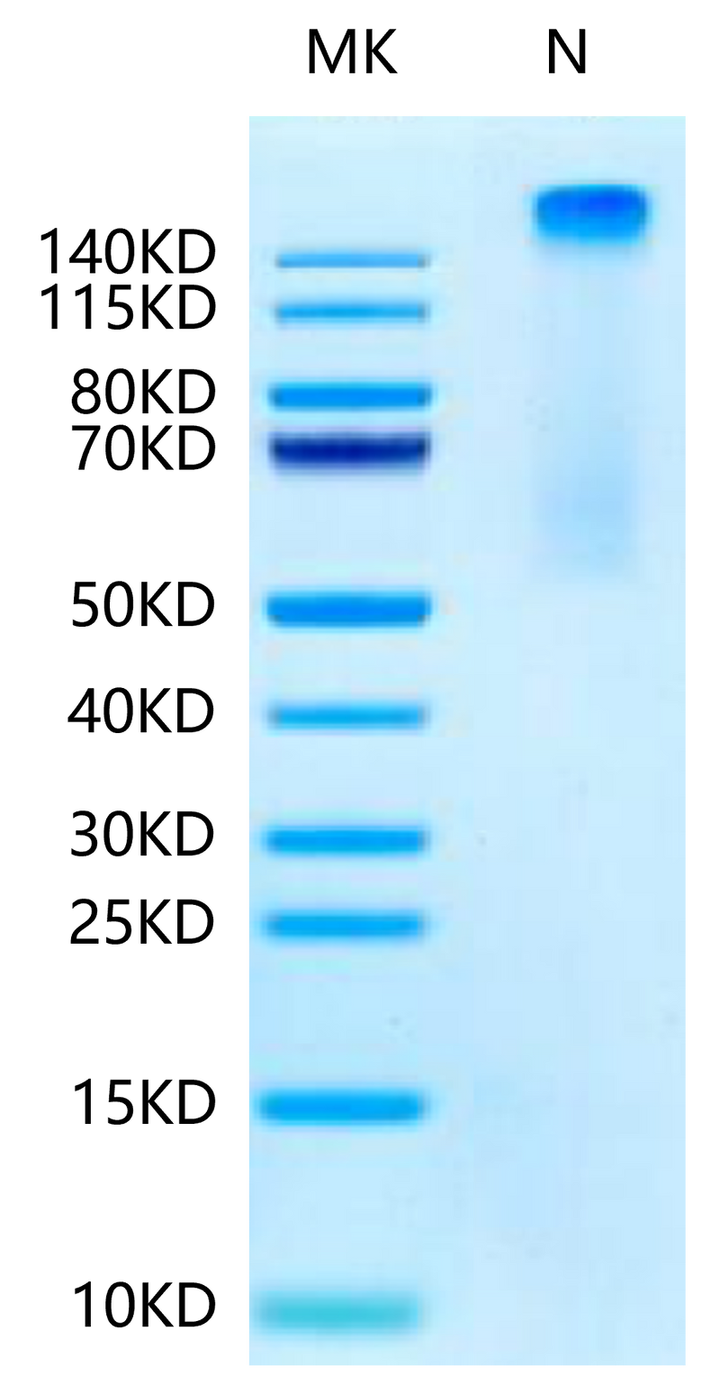 Human HLA-A*11:01&B2M&KRAS G12S (VVVGASGVGK) Tetramer on Tris-Bis PAGE under Non reducing (N) condition. The purity is greater than 95%.Recombinant Human HLA-A*11:01&B2M&KRAS G12S (VVVGASGVGK) Tetramer Protein