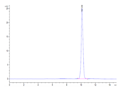 The purity of Human IL-2 is greater than 95% as determined by SEC-HPLC.Recombinant Human IL-2 Protein, Active