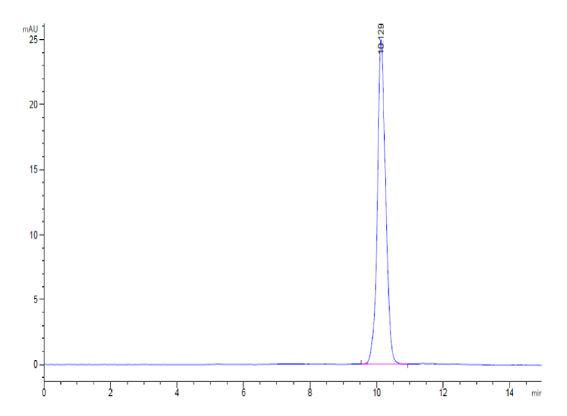 The purity of Human IL-2 is greater than 95% as determined by SEC-HPLC.Recombinant Human IL-2 Protein, Active