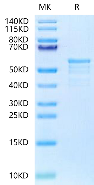 Biotinylated Human CKAP4 on Tris-Bis PAGE under reduced condition. The purity is greater than 90%.Biotinylated Human CKAP4 Protein (Primary Amine Labeling)