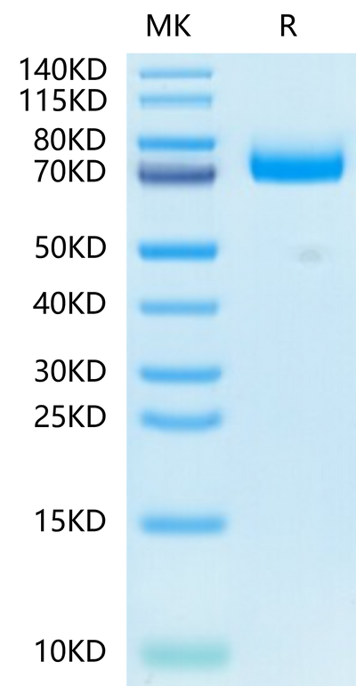 Mouse CD36 on Tris-Bis PAGE under reduced condition. The purity is greater than 95%.Recombinant Mouse CD36/SR-B3 Protein