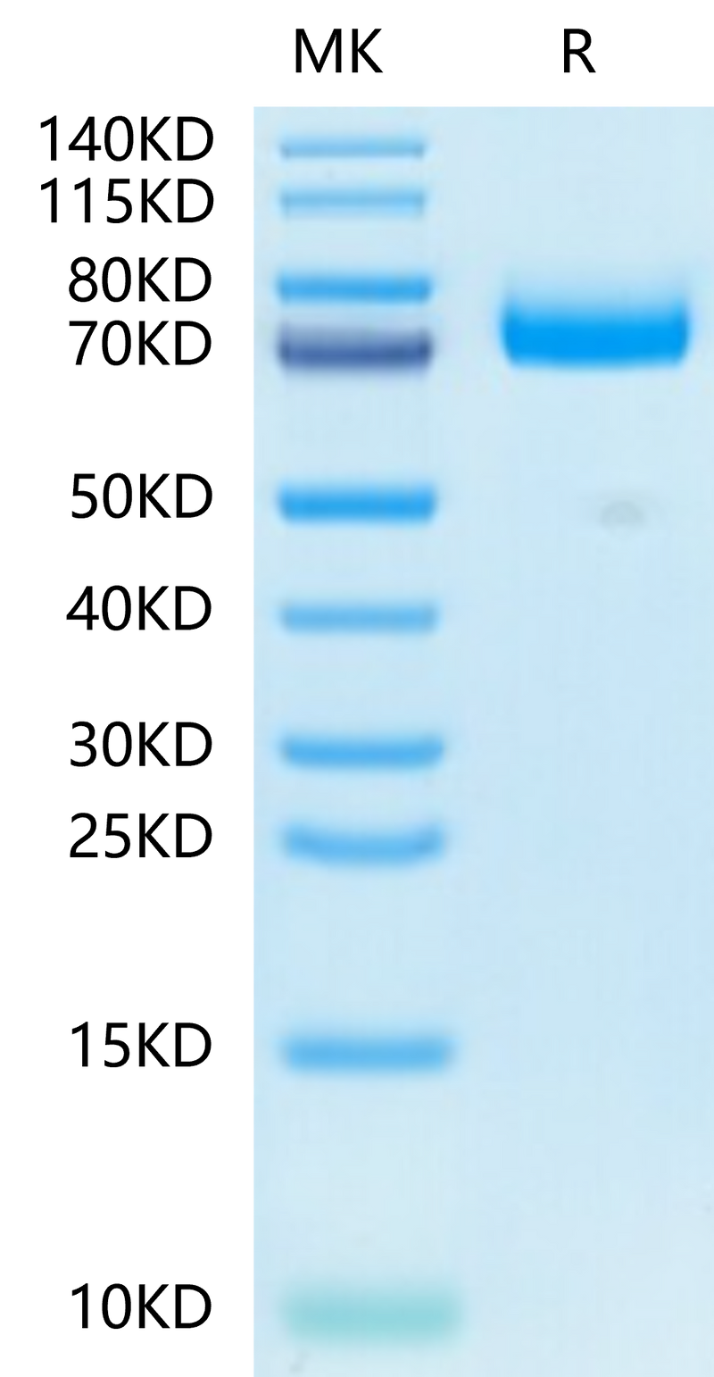 Mouse CD36 on Tris-Bis PAGE under reduced condition. The purity is greater than 95%.Recombinant Mouse CD36/SR-B3 Protein