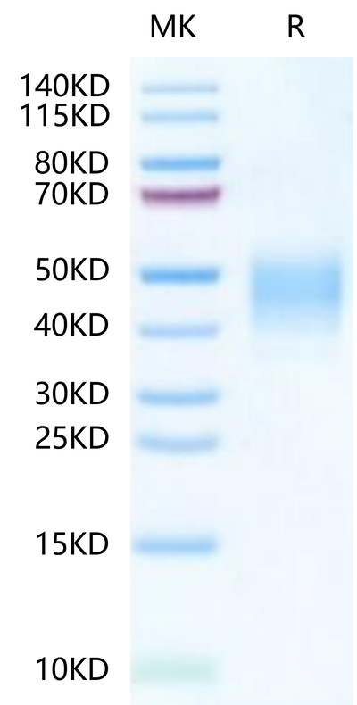 FITC-Labeled Human CLEC12A on Tris-Bis PAGE under reduced condition. The purity is greater than 95%.Recombinant FITC-Labeled Human CLEC12A/MICL/CLL-1 Protein