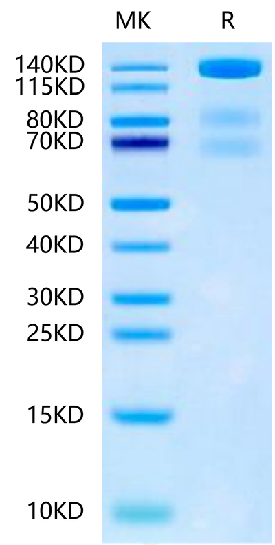 Mouse VEGF R3 on Tris-Bis PAGE under reduced condition. The purity is greater than 95%.