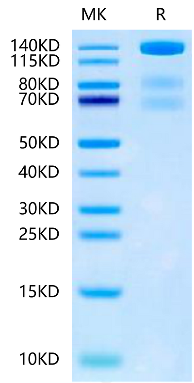 Mouse VEGF R3 on Tris-Bis PAGE under reduced condition. The purity is greater than 95%.Recombinant Mouse VEGF R3/FLT4 Protein, Active
