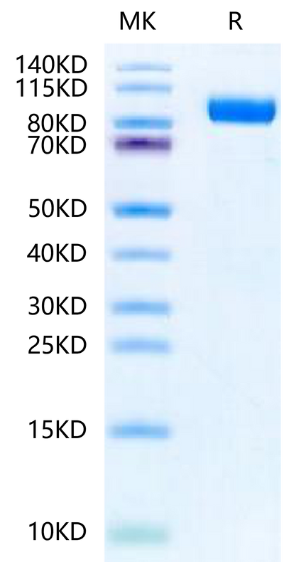 Human IL-23R on Tris-Bis PAGE under reduced condition. The purity is greater than 95%.Recombinant Human IL-23R Protein, Active