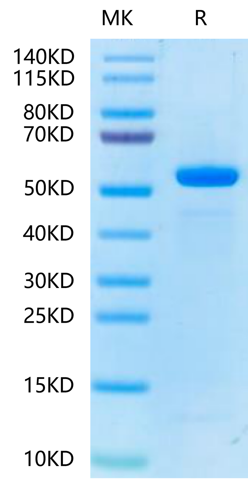 Biotinylated Human Peptide Ready HLA-E*01:03&B2M Monomer-on Tris-Bis PAGE under reduced condition. The purity is greater than 95%.Biotinylated Human Peptide Ready HLA-E*01:03&B2M Monomer-Protein