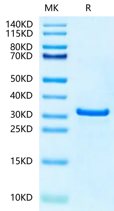 Human NUDT5 on Tris-Bis PAGE under reduced condition. The purity is greater than 95%.Recombinant Human NUDT5 Protein
