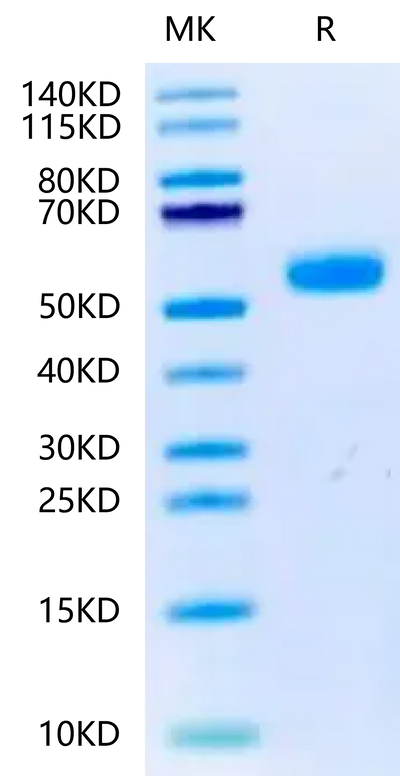 Canine BMPR1A on Tris-Bis PAGE under reduced condition. The purity is greater than 95%.Recombinant Canine BMPR1A/ALK-3 Protein