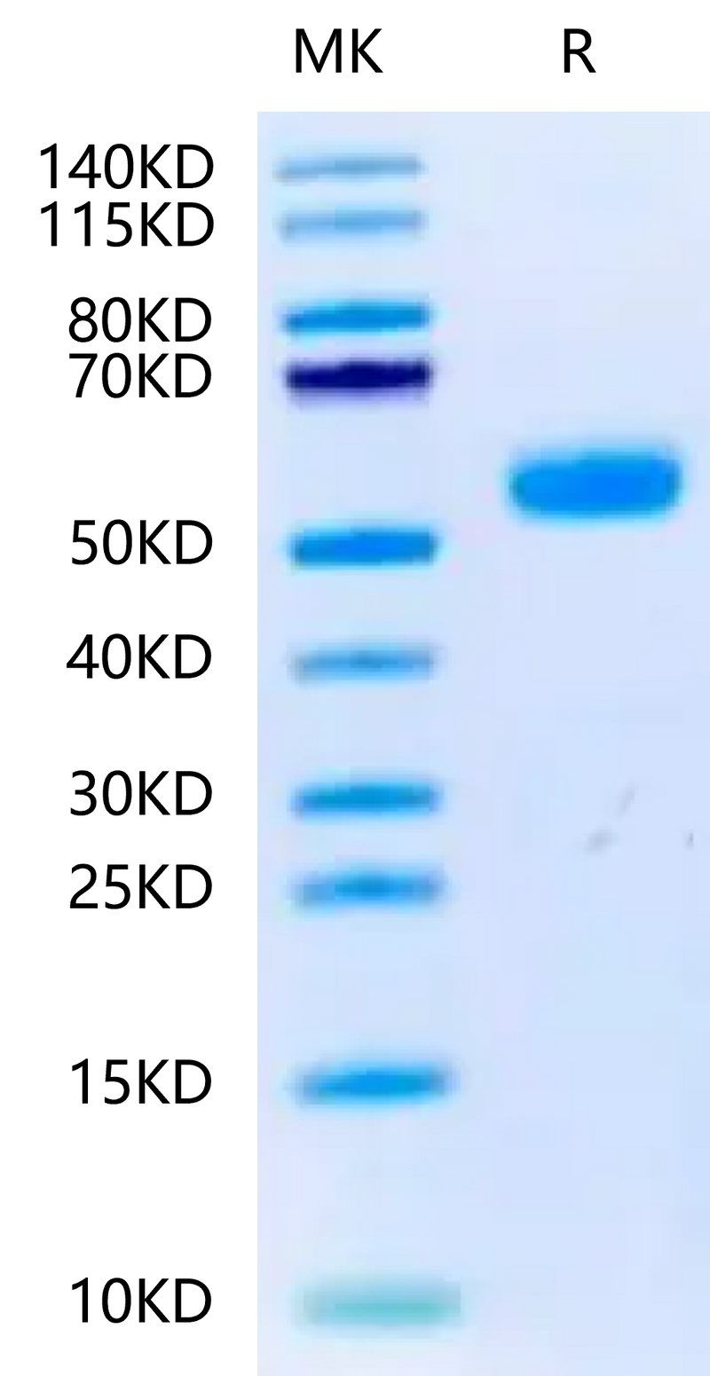 Canine BMPR1A on Tris-Bis PAGE under reduced condition. The purity is greater than 95%.Recombinant Canine BMPR1A/ALK-3 Protein