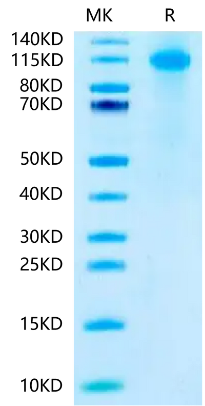 Biotinylated Human FcRH5 on Tris-Bis PAGE under reduced condition. The purity is greater than 95%.Biotinylated Human FcRH5/FcRL5 Protein (Primary Amine Labeling), Active