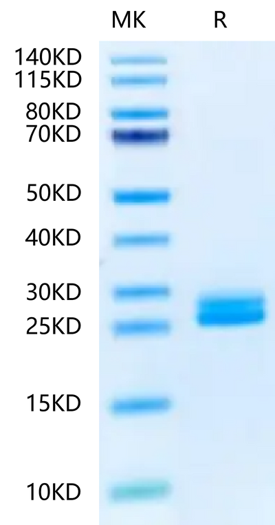 Biotinylated Mouse IL-23A on Tris-Bis PAGE under reduced condition. The purity is greater than 95%.Biotinylated Mouse IL-23A Protein