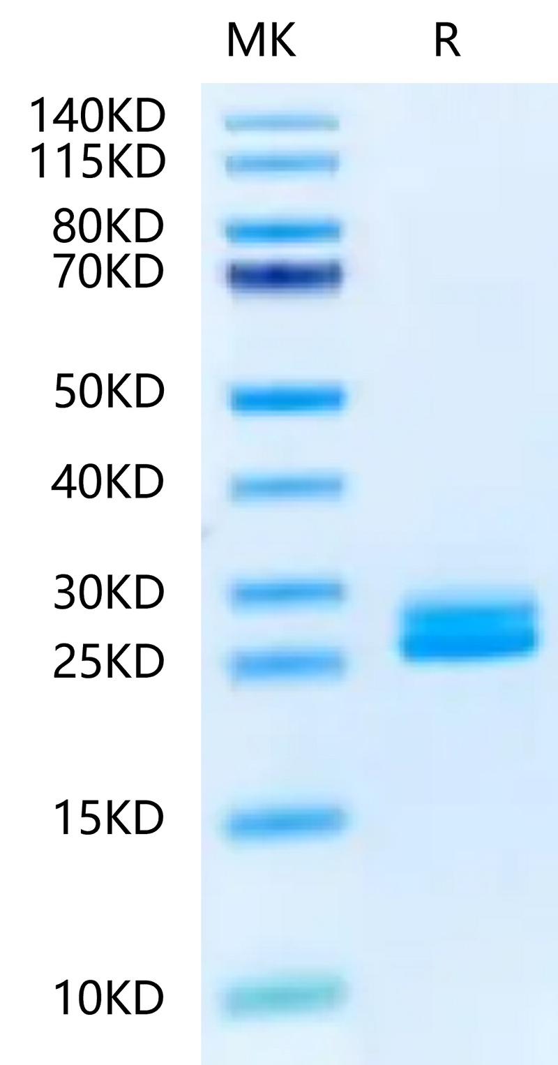 Biotinylated Mouse IL-23A on Tris-Bis PAGE under reduced condition. The purity is greater than 95%.Biotinylated Mouse IL-23A Protein