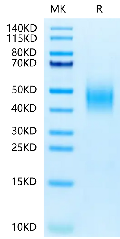Human CD300A on Tris-Bis PAGE under reduced condition. The purity is greater than 95%.Recombinant Human CD300A Protein, Active